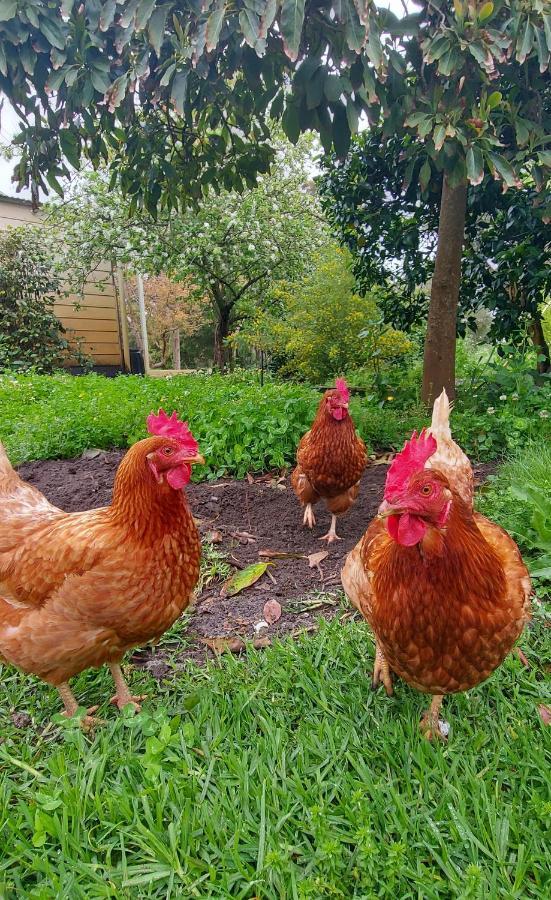 Abbivale Farm Cottage Harewood المظهر الخارجي الصورة